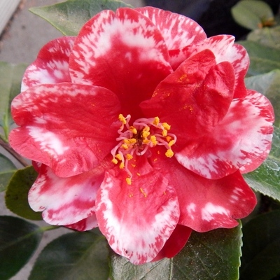 Red Devil Variegated